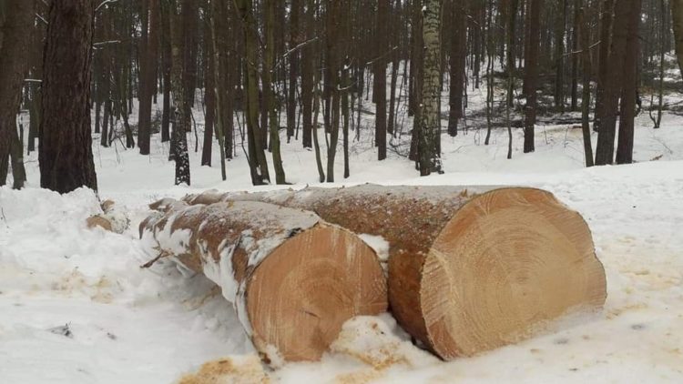 Sprzeciw wobec wycinki drzew w Trójmiejskim Parku Krajobrazowym